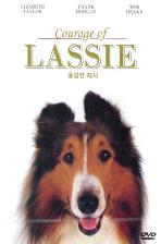 용감한 레시